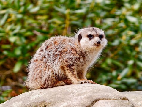 Watchful desert sentinel. Perched meerkat surveys dry landscape with vigilant posture and focus