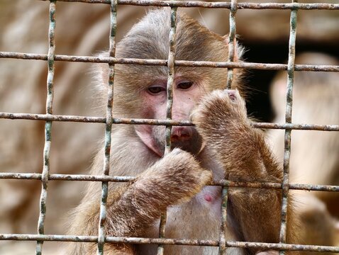 Intimate portrait captures emotional bond between restrained primate mother and offspring amid enclosure