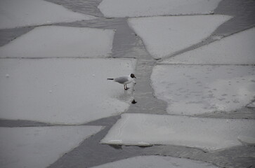 A single black-headed gull standing on a large drifting ice plate in a river. The bird is looking down at the ice during the spring thaw, capturing a quiet moment in its natural habitat. © Andrew_Swarga