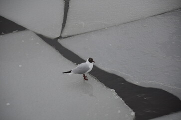 A single black-headed gull standing on a large drifting ice plate in a river. The bird is looking down at the ice during the spring thaw, capturing a quiet moment in its natural habitat. © Andrew_Swarga