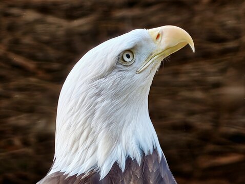 Closeup of proud bald eagle face. Sharpfocused image of eagle with regal plumage and alert stance