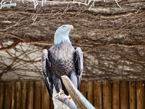 Eagle on perch. Resilient bird of prey perched against rustic background during early morning light