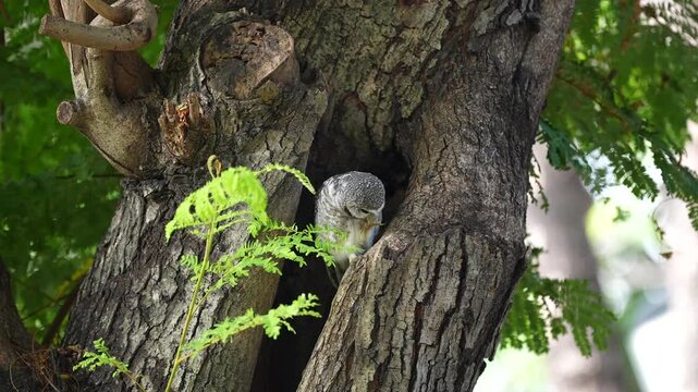 Small owl bird nesting in tree trunk cavity, forest branch bark, wildlife nature habitat, green leaves, woodland outdoor scene