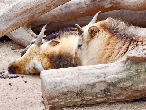 Two tranquil goats with coarse fleece lounge peacefully beneath fallen log after morning grazing