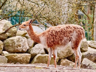 Peaceful guanaco observing surroundings beside rocky terrain with soft light filtering through © Vladimir
