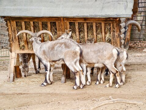 Farm goats under gentle sunlight. Rustic farmyard scene with goats nibbling calmly in sunlight