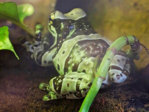 Colorful amphibian on leaf. Detailed macro shot capturing vivid patterns and textures of dart frog