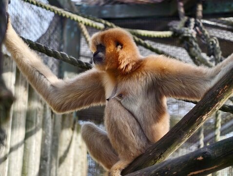 Cherubic monkey fixates on camera angle. Sweetfaced primate thoughtfully peers to side image capture