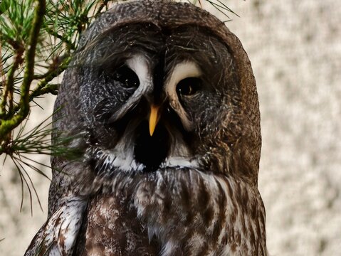 Nighttime owl vocalization with striking patterns. Closeup of powerful owl emitting resonant call