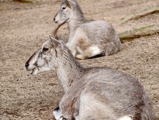 Two sheep in tranquil repose together. Pair of sheep lying peacefully on sandy terrain together © Vladimir