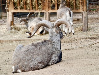 Calm sheep gather near fence. Peaceful group of sheep lounges calmly beside rustic wooden enclosure © Vladimir