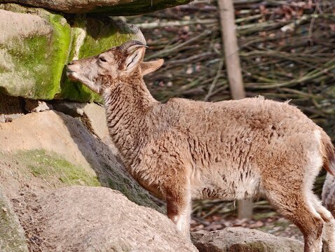 Young goat exploring. An energetic young goat studies rugged hillside with keen curiosity and alertness