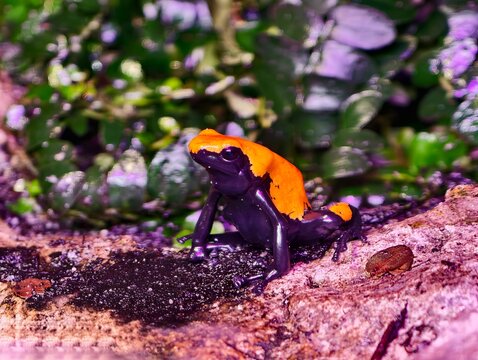 Luminous orange amphibian positioned on moist forest log with sharp focus and striking contrast