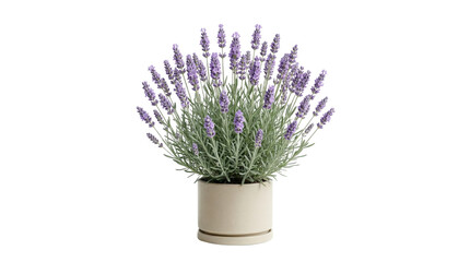 Potted lavender plant with purple flowers on transparent background © BTG