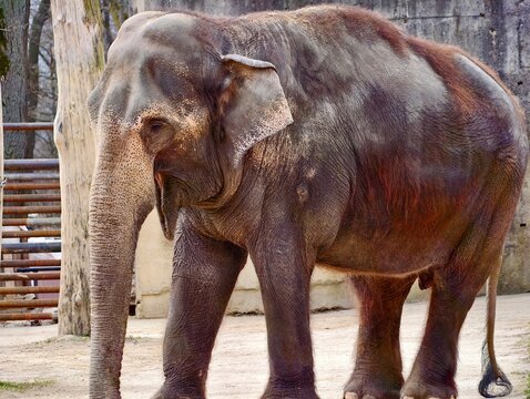 Tranquil wild Asian elephant with weathered skin in protected enclosure exemplifies resilience
