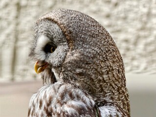 Fototapeta premium Calm gray owl observation scene. Peaceful owl with layered feathers and gentle gaze in subdued glow