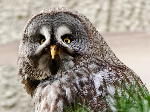 Intimate portrait capturing detailed owl face and inquisitive expression on habitat background