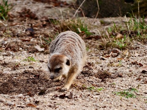 Surprising desert creature investigates ground. Little meerkat carefully scans arid terrain