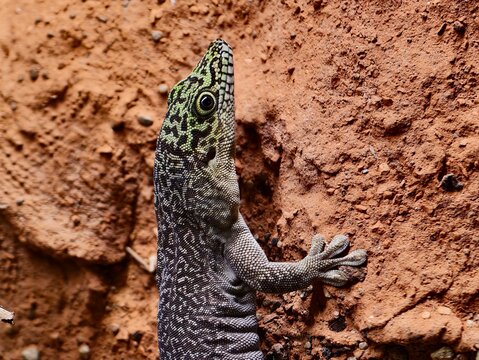 Lizard scales camouflage. Closeup of climbing lizard. Macro view of ambush lizard on clay surface
