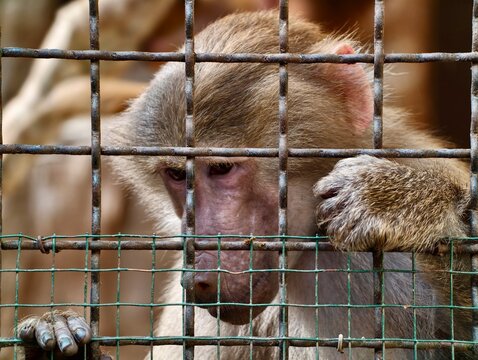 Enclosed baboon shows signs of distress. Animal behind bars appears pained and in need of help