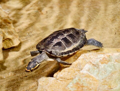 Turtle sunbathing scene. Shell texture with calm ripples. Natural habitat featuring peaceful water and rocks