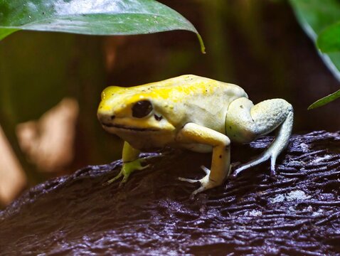 Bright frog alert on textured tree bark. Yellow amphibian sits atop log in lush rainforest scene