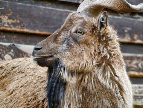 Goat portrait details. Closeup of hardy goat displaying textured coat and calm gaze against barn wall backdrop