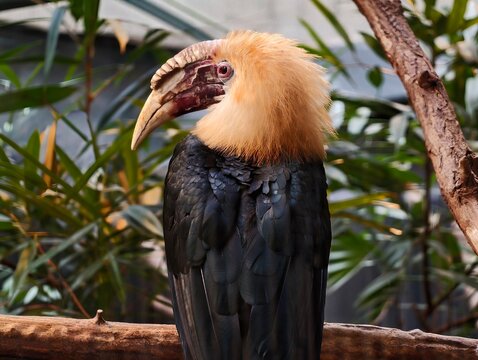 Condor head closeup. California condor with wrinkled skin and iridescent feathers observed feeding