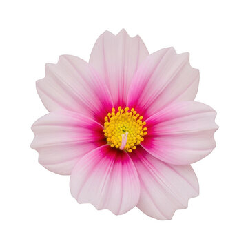 A pink flower with a yellow center isolated on transparent background