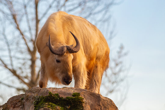 Golden takin standing on a rock