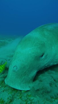 Vertical footage, Close up of Sea Cow accompanied by school of Golden Trevally fish grazing on seabed on turquoise water background, Slow motion of Sea Cow, Dugong dugon on bottom