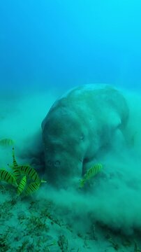 Vertical footage, Front view of Sea Cow eating seaweed on bottom accompanied by school of Golden kingfish, Slow motion of Sea Cow, Dugong dugon and Golden Trevally, Gnathanodon speciosus