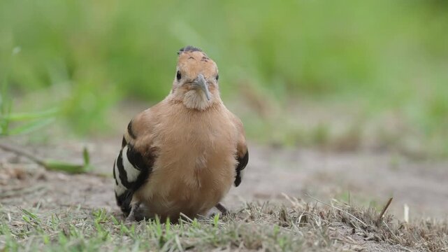 4K 30p footage of a beautiful African Hoopoe (Upupa epops africana) with vibrant plumage, black-tipped crest, and black-white wings, in the Wilderness area of Garden Route National Park, South Africa.