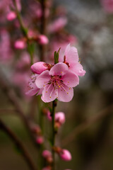 Obraz premium Blooming pink flowers on branch with soft blurred background. Spring blossom close up showing delicate petals and buds in natural light, perfect for nature themes, seasonal design and floral visuals.