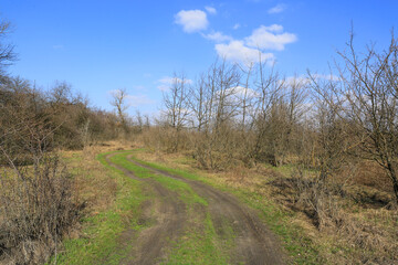 Obraz premium Winding dirt road through a bare winter forest under a bright blue sky