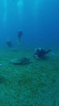 Vertical footage, A group of scuba divers looks and filming an action camera as a Sea Turtle feeding se grass on seabed, Slow motion of Great Green Sea Turtle, Chelonia mydas