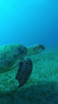 Vertical footage, Sea Turtle with shark bite marks on fins swims in turquoise water, Slow motion of Green Sea Turtle, Chelonia mydas with its front flippers bitten off by shark