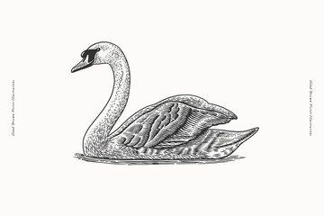 Swan swimming on water. Hand drawn vector engraving illustration isolated on light background. Water bird and wildlife vintage line art style. Side view