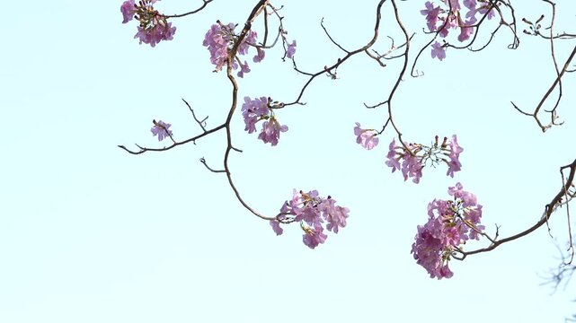 Purple blossom branch and flower tree against blue sky, spring nature scene with delicate bloom and peaceful floral background