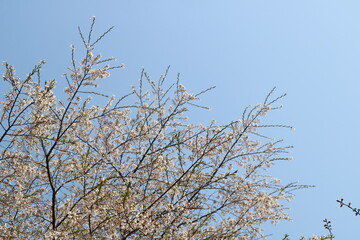 Obraz premium 青空に満開の桜 春の公園