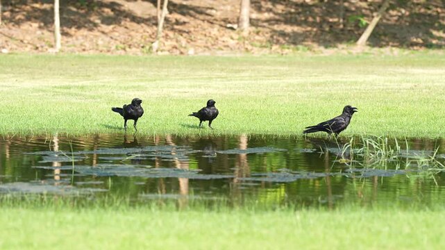 Black bird grass near pond, calm outdoor scene with reflection, bird pond grass water reflection wetland lawn blackbird wildlife nature shore marsh