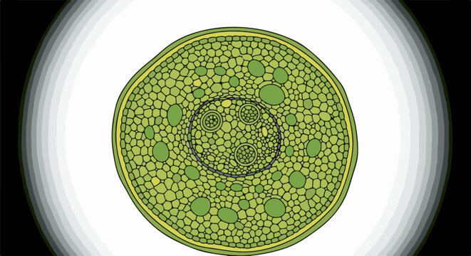 Close-up illustration of a plant stem cross-section with vascular bundles and cells