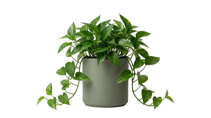 Potted golden pothos plant with trailing vines on transparent background © BTG