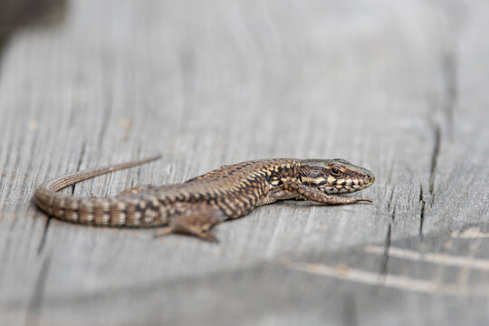 L&eacute;zard