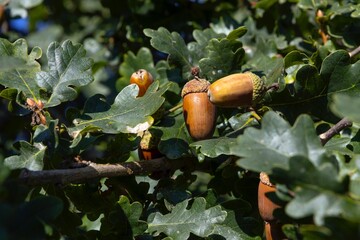 Oak tree and acorn in nature Germany © A
