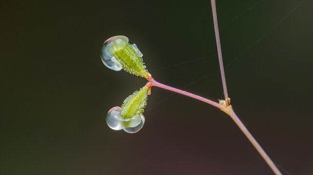 Boerhavia diffusa plant collecting fresh morning dew