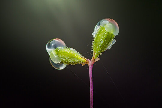 Boerhavia diffusa plant capturing intricate water droplets