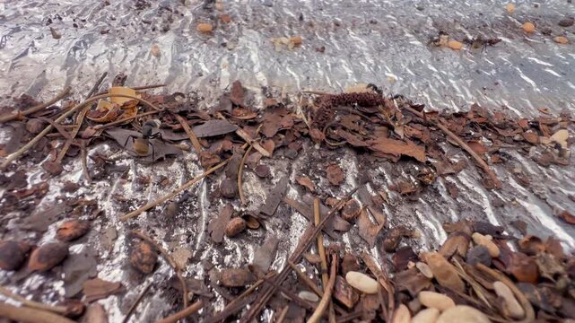 Ants carrying eggs move in slow motion across a reflective surface in detailed macro footage.