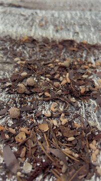 Ants carrying eggs move across a textured surface in vertical macro footage at normal speed.