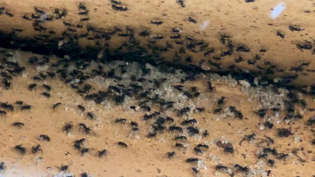 Ant workers swarm over eggs and larvae inside a hidden ceiling nest in detailed macro footage.
